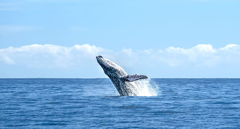 ホエールウォッチング